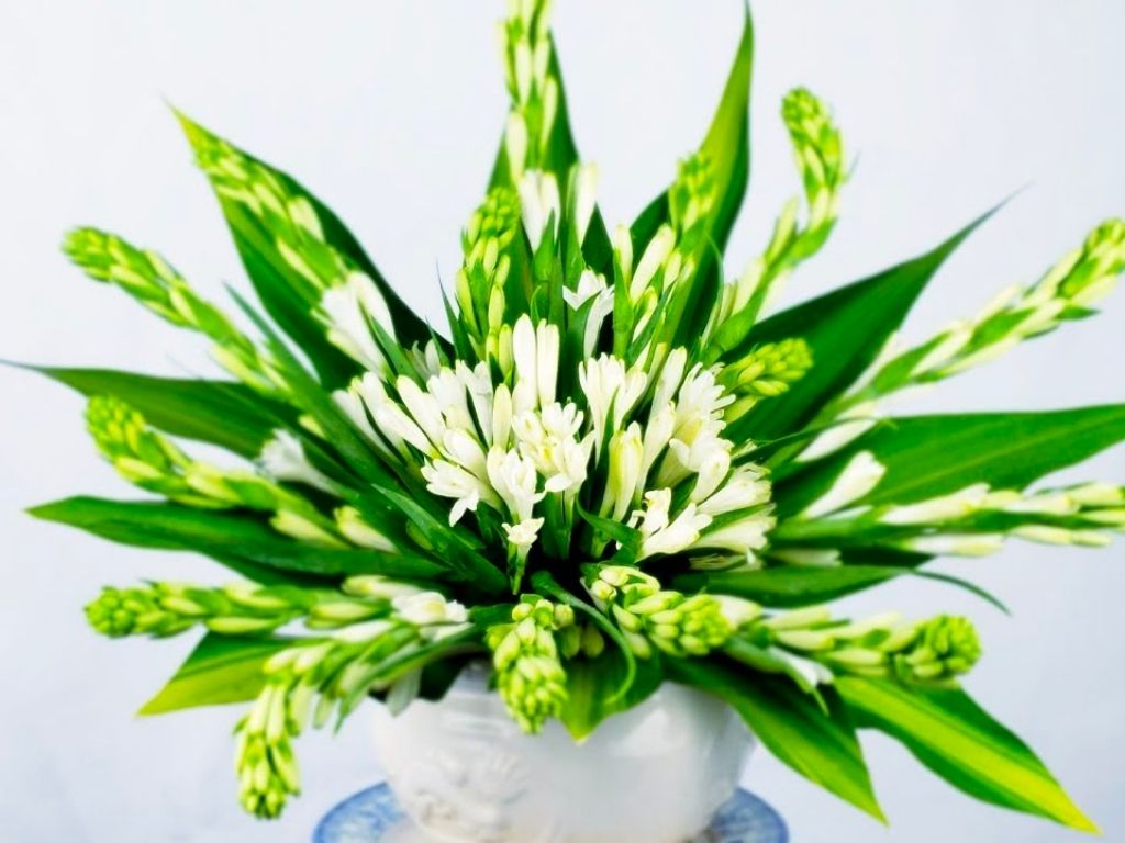 hoa huệ trắng chưng bàn thờ phật